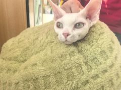 -瑞派长江宠物医院·猫科·外科·24小时夜护(谊城公寓分院)