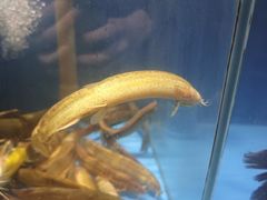 -鼎原力量东北吊炉烧烤(幸福街店)