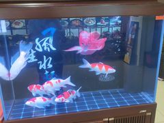 -邵年鸽(杨庄店)
