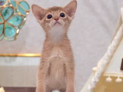 -小猫来了·猫咪专售(红山六九七九店)