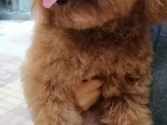 -沐沐家宠物(成寿寺店)