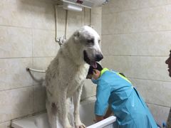 -A猫a狗全科·犬猫异宠·芥西宠物医院(南开总院)