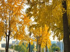 -四川大学(望江校区)