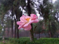 -洛阳白马寺
