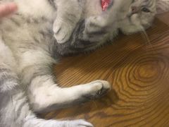 -猫色咖啡·猫咖