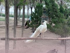 -南大港湿地风景区