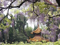 -嘉定紫藤园