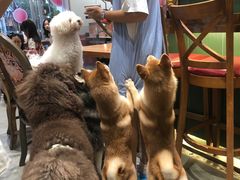 -more than meow吴止猫主题餐厅(承德 中船汇店)