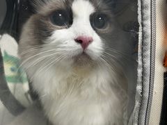 -纳吉亚猫专科动物诊疗中心(蒋宅口分院)