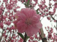 -秀丽东方