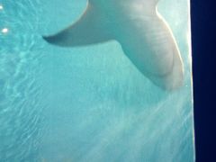 -北戴河圣蓝海洋公园