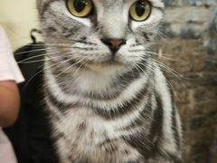 -猫色咖啡·猫咖