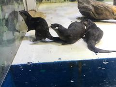 -华夏文旅海洋公园