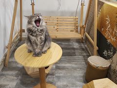 -楼上猫咖(罗湖店)