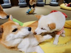 -逗柴咖啡屋·狗咖猫咖宠物桌游