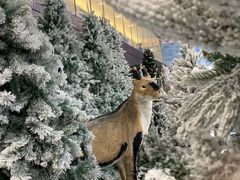 -世界之窗阿尔卑斯冰雪世界