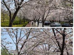-高东镇樱花园