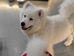 -共舞时光猫咖·狗咖(新街口店)