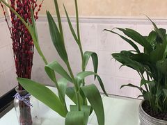 -龙大花卉苗木市场