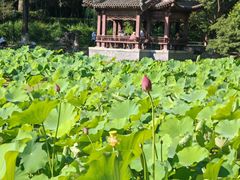 -莲湖公园