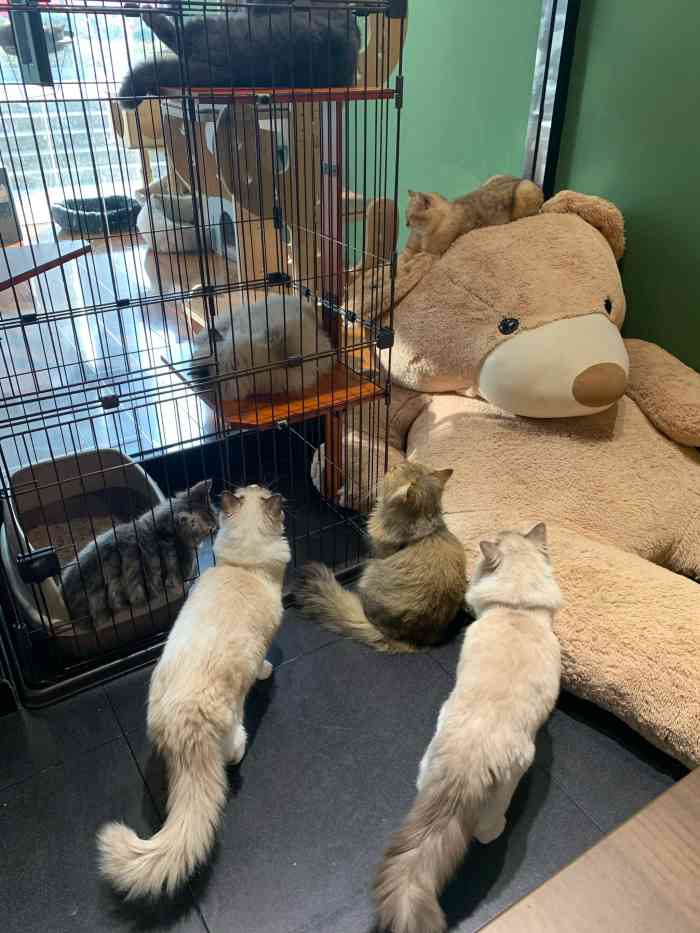酒知猫地下吸猫会所-"猫和狗都很可爱,黑色的英短好少见,小胖还.