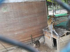 -陕西自然博物馆