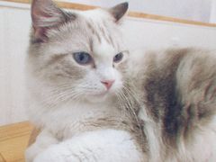 -李小姐の猫咖啡馆(五角场店)