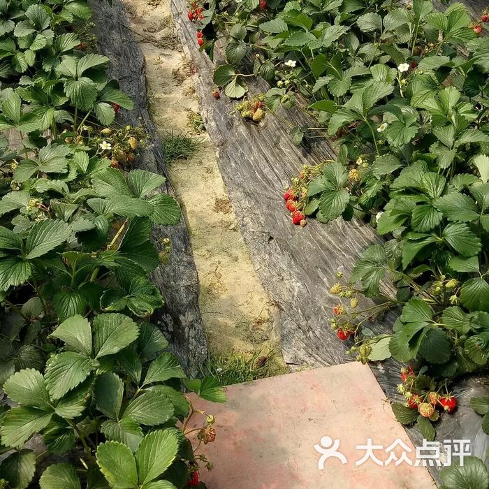青浦草莓园图片