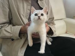 -lincat·猫舍(广州店)