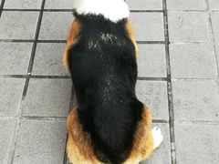 -瑞鹏宠物医院华南总院·夜诊·心脏科·骨科