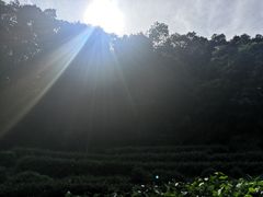 -龙井村