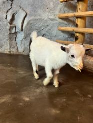 -Zoolung Zoolung动物主题公园(海信广场店)