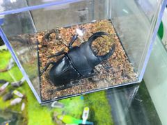-上海大自然野生昆虫馆(东方明珠·爬宠昆虫探索中心)