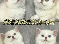 -小猫来了·猫舍(红山六九七九店)