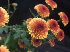 -植物学家的女儿(北马道巷店)