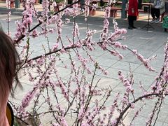-桃花堤公园