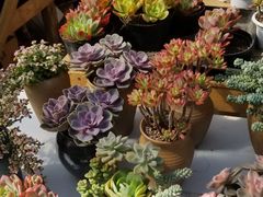 -三圣花乡旅游区