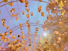 -锦江乐园舞狸花花游园会(夜场专享)