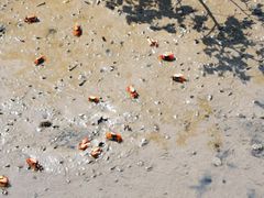 -北海金海湾红树林生态旅游区