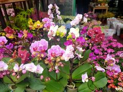 -桂林市花鸟市场