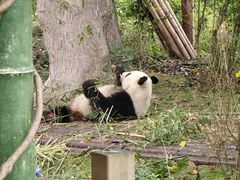 -成都大熊猫繁育研究基地