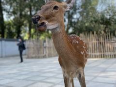 -北京野生动物园