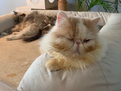 -Cappucimeow猫咪咖啡馆(韦伯时代店)
