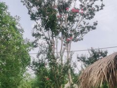 -武汉紫薇都市田园