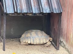 -清迈夜间动物园