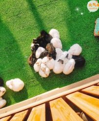 -萌宠亲子动物乐园(槐房万达店)