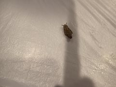 -清花阁乌拉满族火锅(厦门街店)