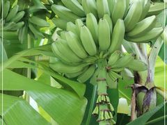 -云溪植物园