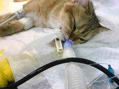 -宠爱国际动物医院· 猫科· 外科·中兽医(长白店)