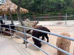 -西霞口神雕山野生动物世界